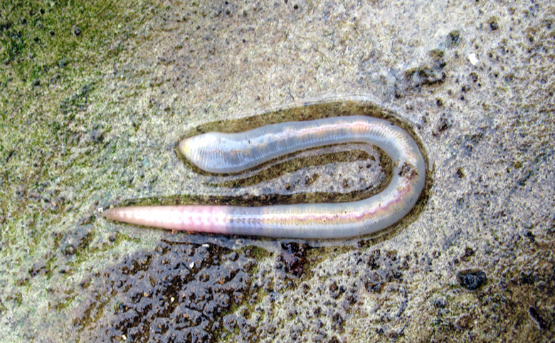 Lumbricus terrestris